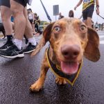 22163837_2262827_GDO