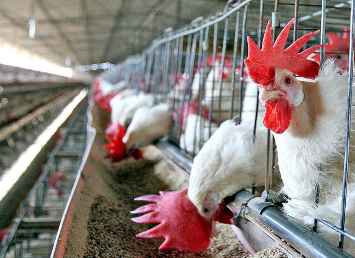 Exportações brasileiras de frango atingem recorde para mês de fevereiro
