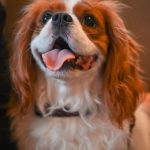 55209868380_be7861e6f9_k