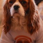 WhatsApp Image 2026-04-08 at 03.57.27 (3)