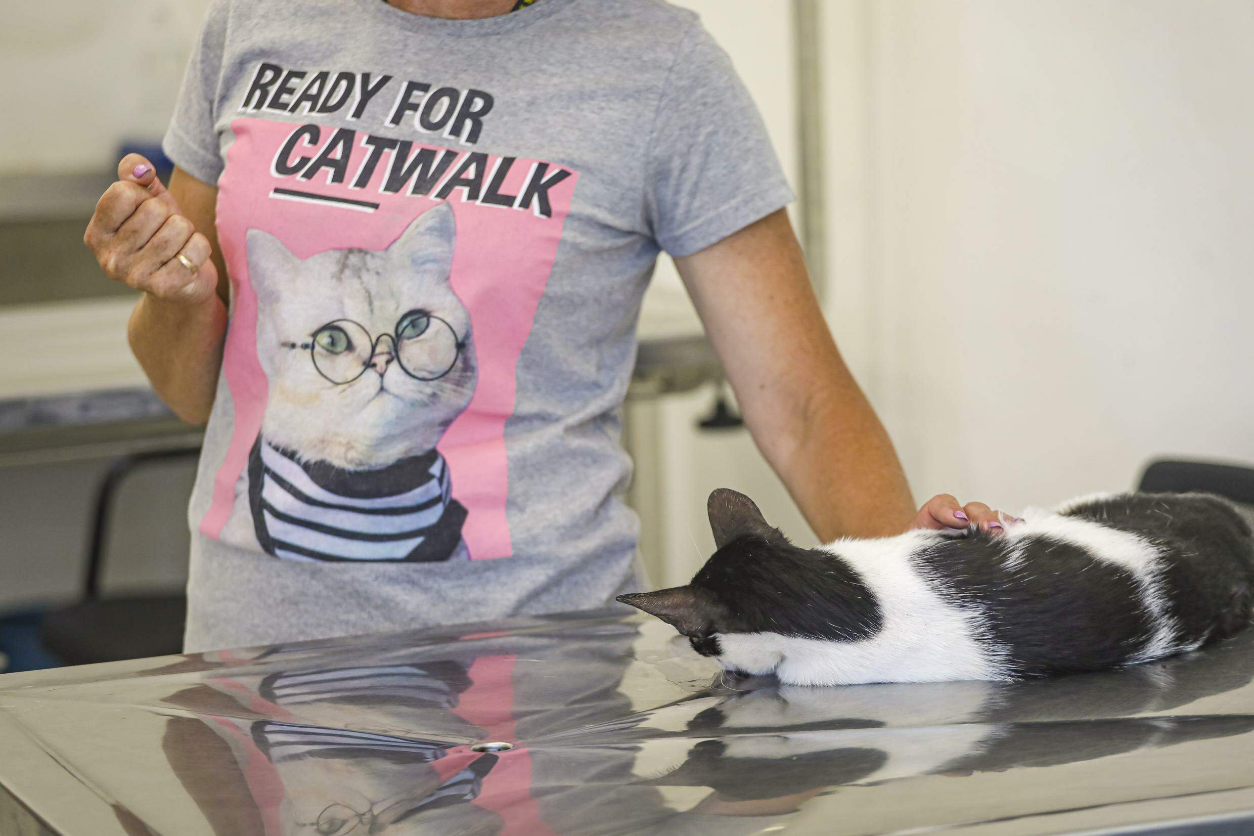 Prefeitura de Porto Alegre realiza mais de 9 mil castrações de cães e gatos no primeiro semestre deste ano