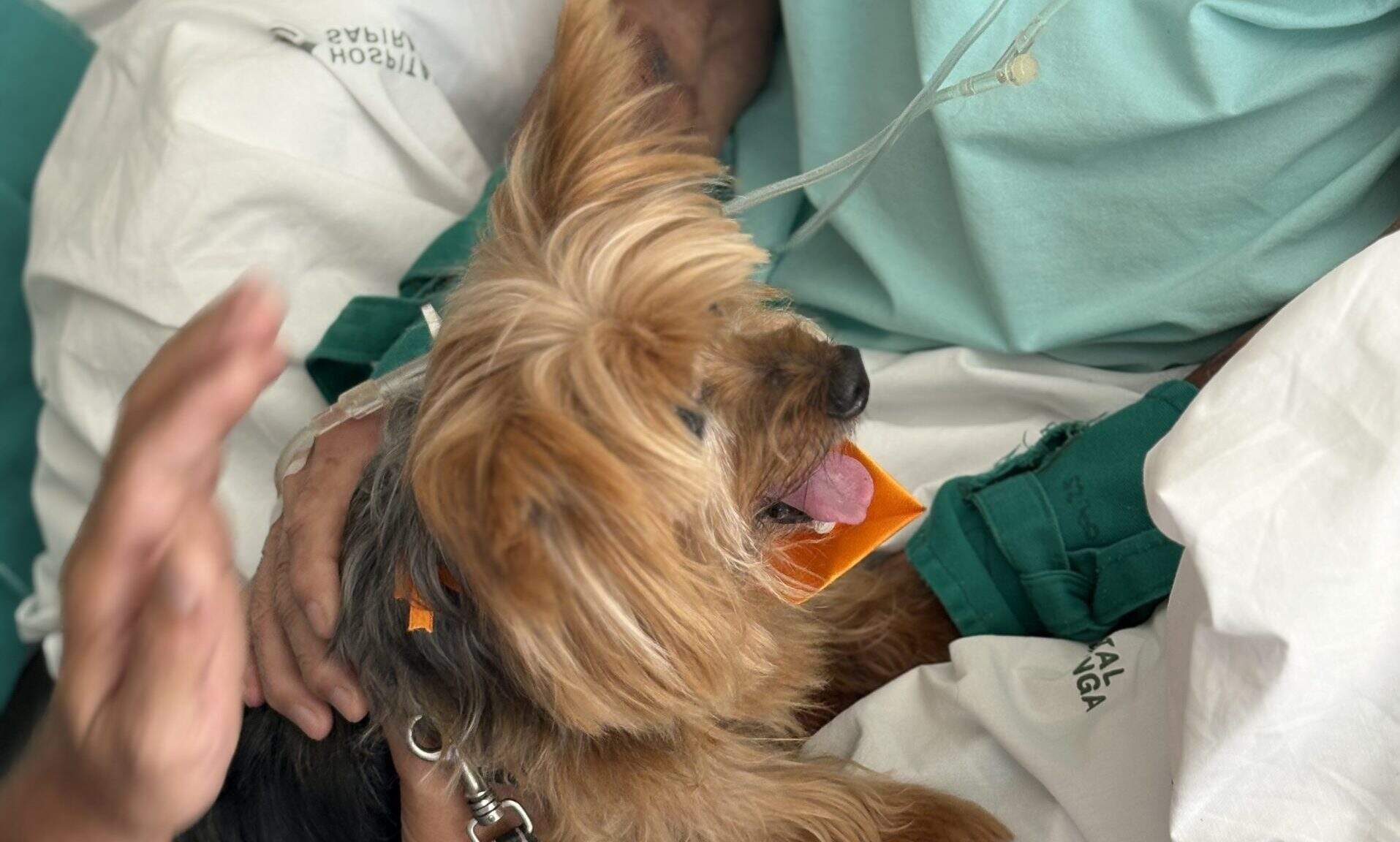 Quando o amor de quatro patas entra no hospital