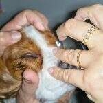 pets (11)
