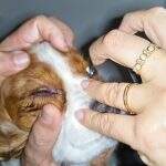 pets (12)