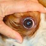 pets (13)