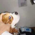 pets (14)