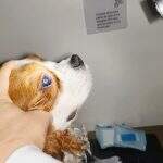 pets (15)