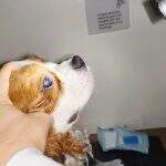pets (2)