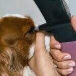 pets (24)