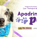 apadrainha pet